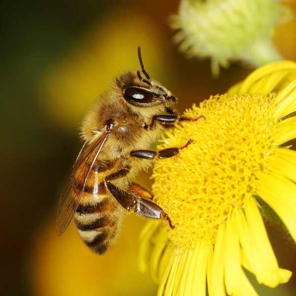 10 locuras que no sabías sobre las abejas