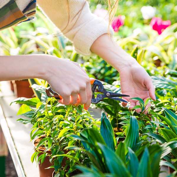 10 consejos para crear un jardín asequible