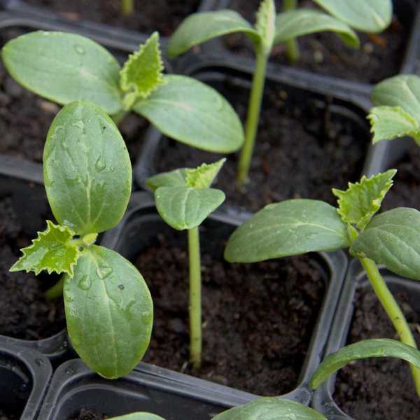 10 verduras debe comenzar en interiores