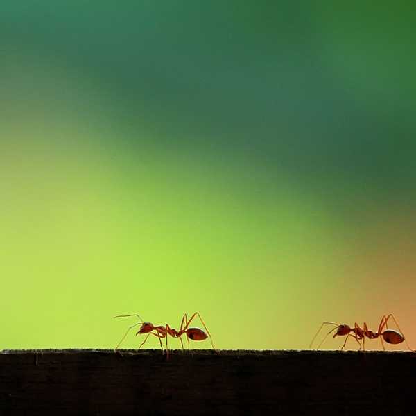11 faits intéressants sur les fourmis