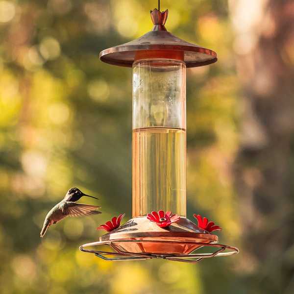 13 preguntas sobre alimentadores de colibrí respondidos por los profesionales