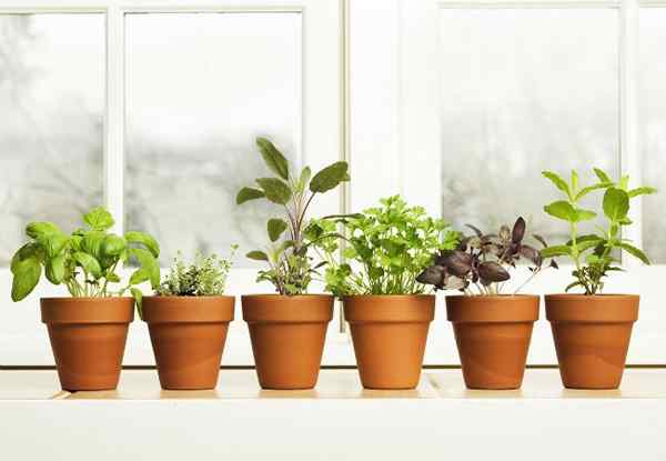 15 dicas para cultivar jardins de ervas de cozinha