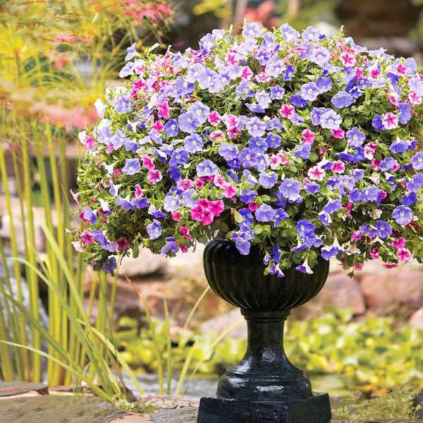 2 combos de contêineres beija -flores não podem resistir