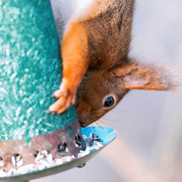 25 verrückte Versuche, Eichhörnchen daran zu hindern, Vogelhäuschen zu erreichen