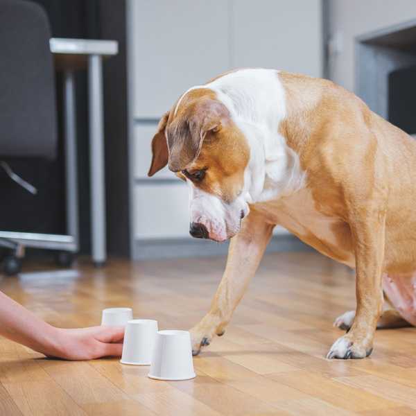 3 DIY -Spiele, die Sie zu Hause mit Ihrem Hund spielen können