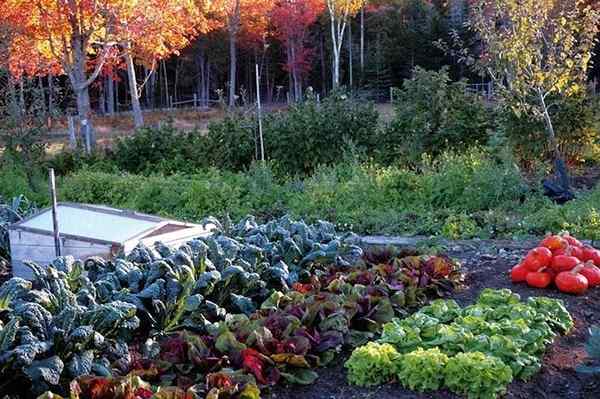 3 Schlüssel zum Pflanzen eines Herbstgemüsegartens