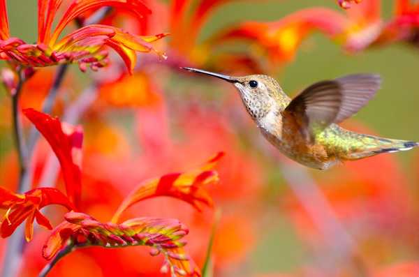 30 plantes pour attirer des colibris sur votre pelouse