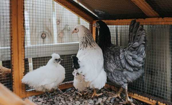 4 petua untuk membantu anda membina kandang ayam yang lebih baik