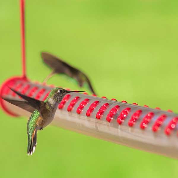 4 types de mangeurs de colibris aiment