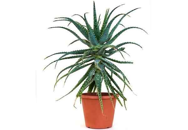 5 (hampir) Houseplants tahan membunuh