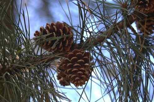 5 hal yang berkaitan dengan ... kerucut pinus