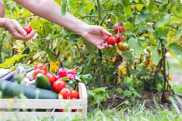 5 choses à savoir sur la plantation de succession