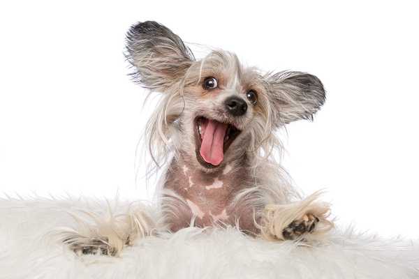 5 conseils pour sortir l'odeur de chien de votre maison
