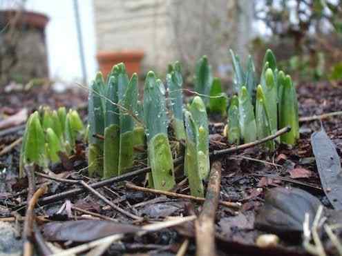 5 Möglichkeiten, Ihren Garten für den Frühling zu starten