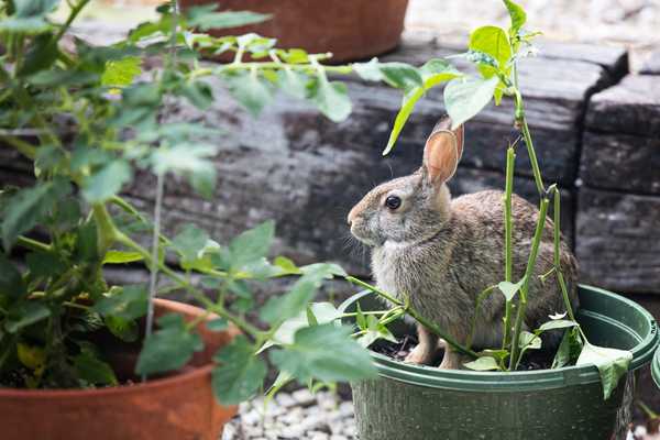 5 formas de mantener conejos fuera de su patio