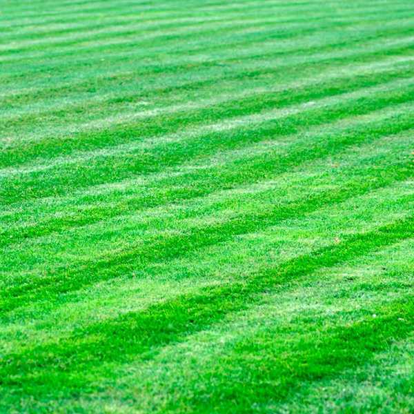 5 façons de garder les mauvaises herbes de votre voisin hors de votre cour