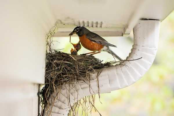 6 façons d'empêcher les oiseaux de nicher autour de votre maison