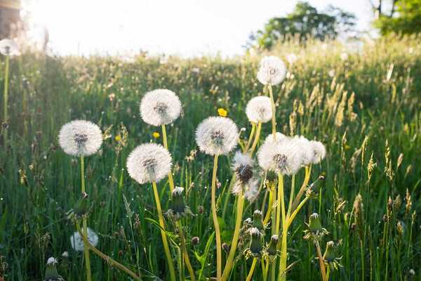 7 Sebab Anda Mungkin Tidak Mahu Membunuh Dandelions Di Halaman Anda