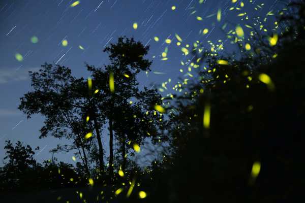 7 formas de atraer luciérnagas a su patio