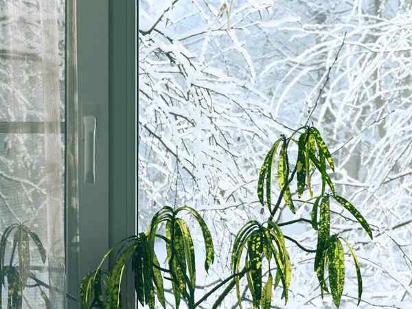 8 dicas de cuidados para plantas de casa no inverno