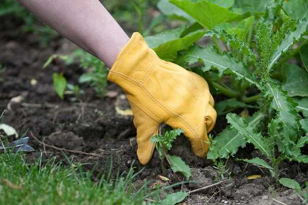 8 erreurs courantes que les gens font lors du traitement des mauvaises herbes