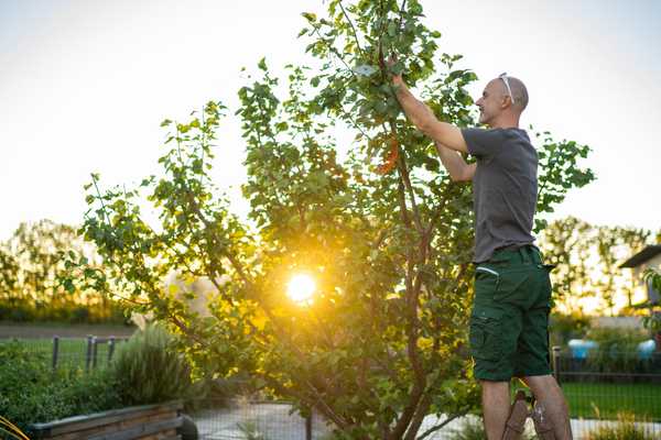 8 Conseils de soins des arbres DIY