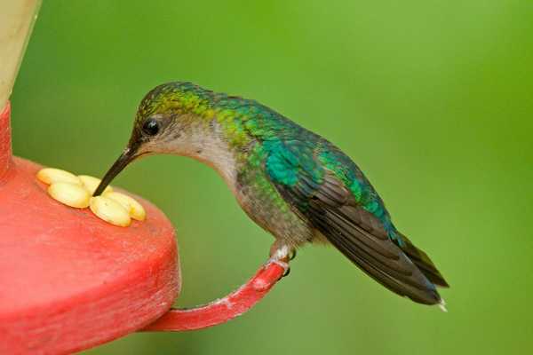 8 errores que probablemente estés cometiendo con néctar de colibrí