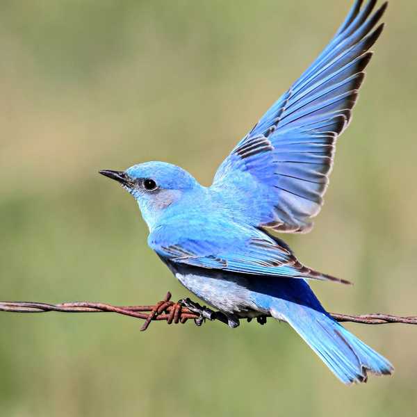 8 hechos sorprendentes que no sabías sobre los pájaros azules