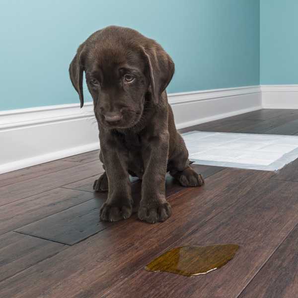 8 Tipps, wie man einen Hund davon abhält, ins Haus zu pinkeln
