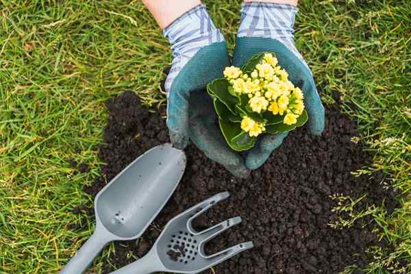 8 conseils supérieurs pour utiliser le compost