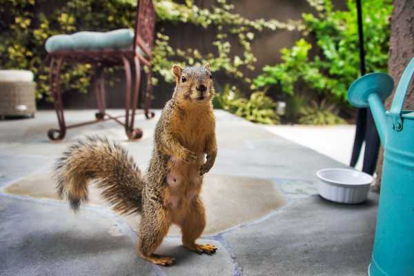 8 Möglichkeiten, Eichhörnchen aus Ihrem Garten fernzuhalten