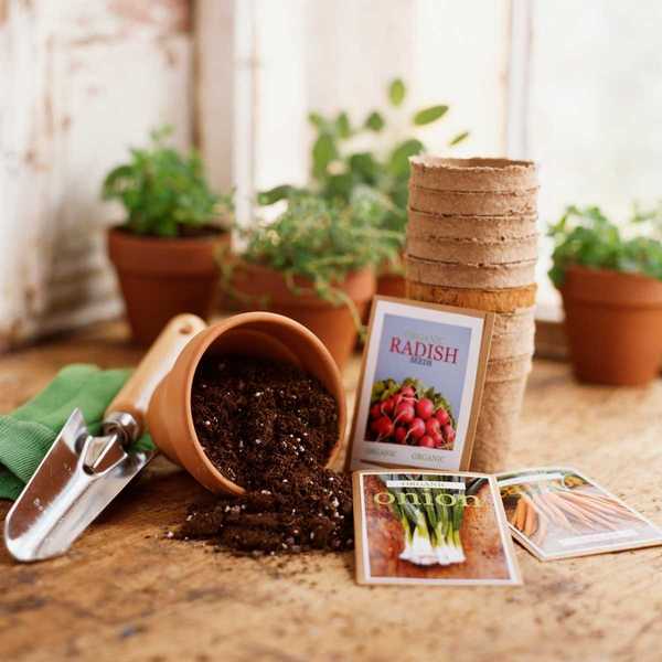 9 meilleurs endroits pour acheter des graines de jardin