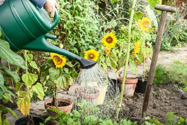 9 conseils de jardinage d'été des pros