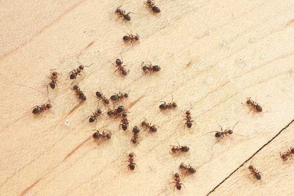 9 Dinge, die Ihr Ameisen -Vernichtungsmittel von Ihnen wissen möchte, dass Sie es wissen