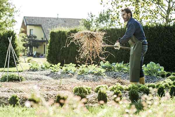 9 types de paillis pour garder votre paysage luxuriant