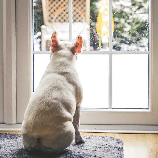 9 maneiras de manter seu cão ativo dentro durante o inverno