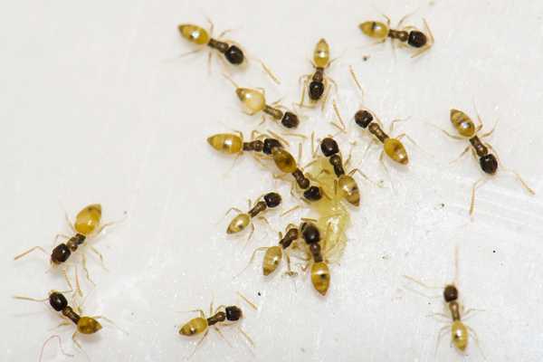 Una guía de propietarios de viviendas para hormigas fantasmas