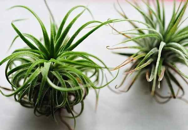 Plantas aéreas cultivando Tillandsia