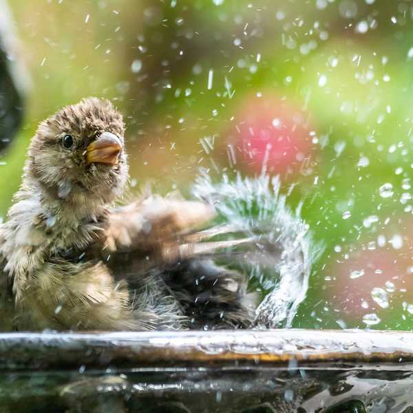 Semua tentang Birdbaths