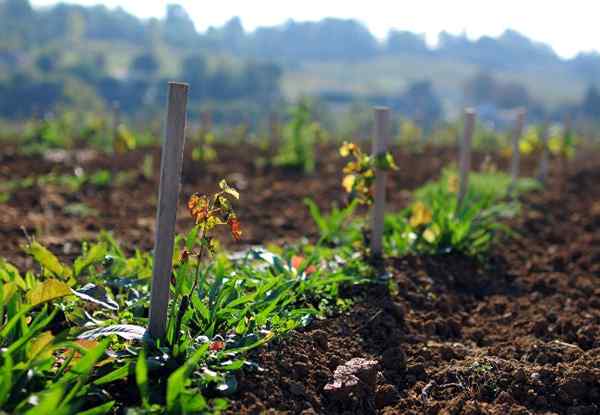 Tout ce que vous devez savoir sur le thé de compost