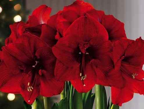 Amaryllis, Jahr für Jahr