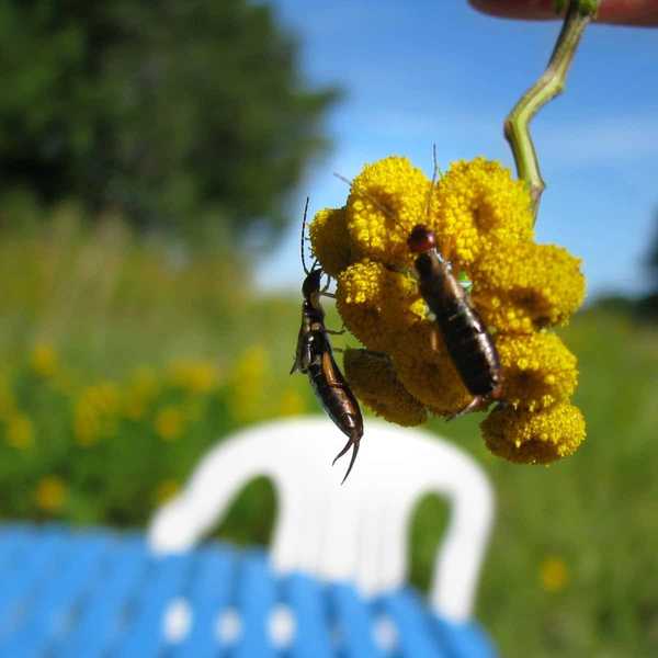 Cykl życia i infestacje w domu w domu