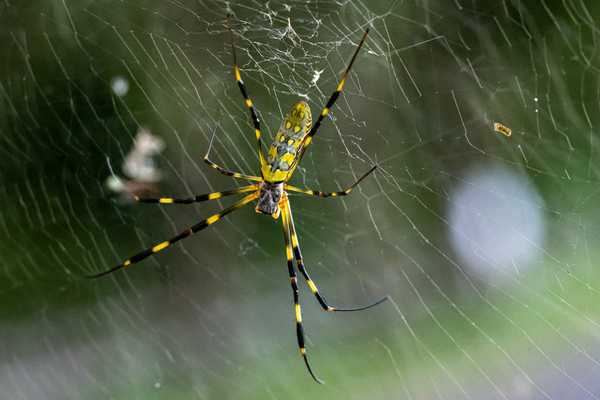 Una especie de araña invasiva se está extendiendo por la u.S.