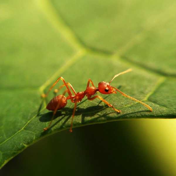 Sont des fourmis nocives pour les personnes, les animaux de compagnie et les biens?