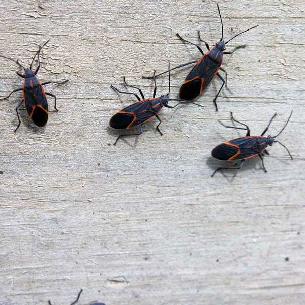 Les bugs de boxelder sont-ils dangereux pour les gens, les animaux de compagnie et les biens?
