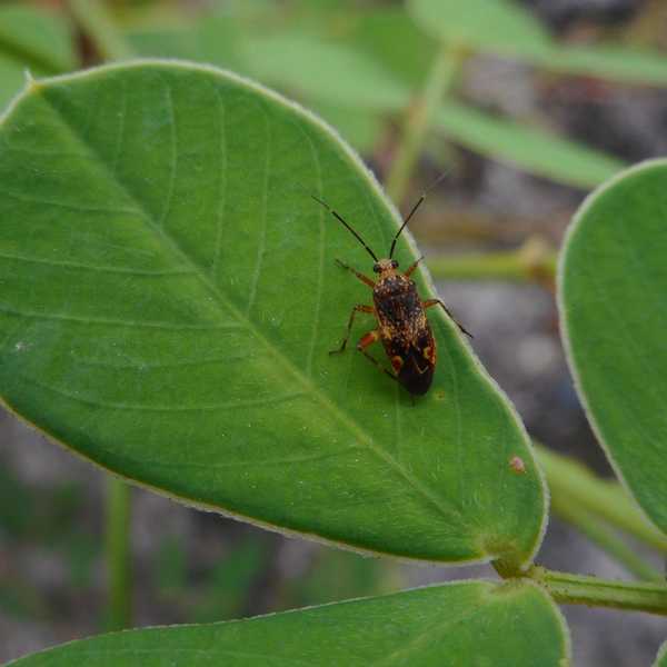 Adakah bug chinch memakan rumput saya?