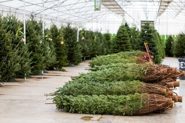 Les arbres de Noël sont-ils mauvais pour l'environnement?