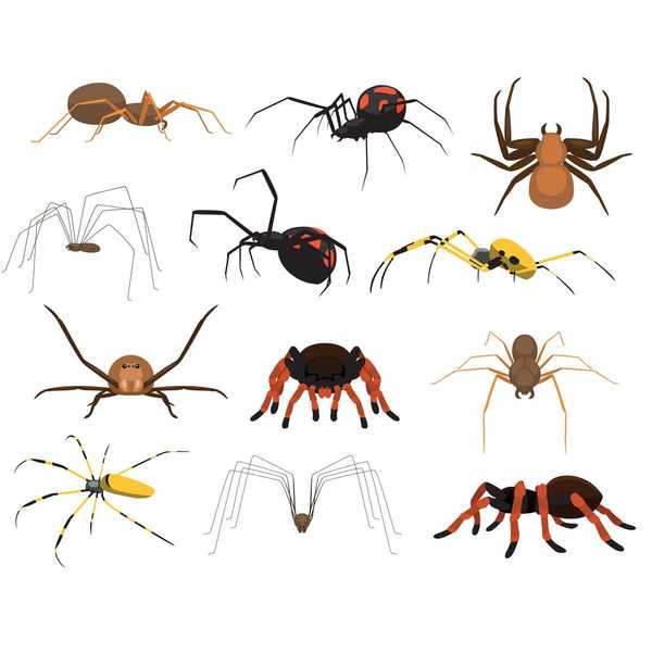 Son las arañas peligrosas para las personas, las mascotas y la propiedad?