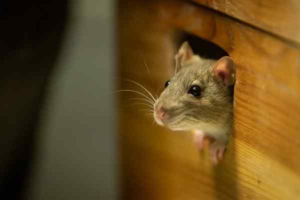 Soyez gentil avec les souris comment construire une souris humaine