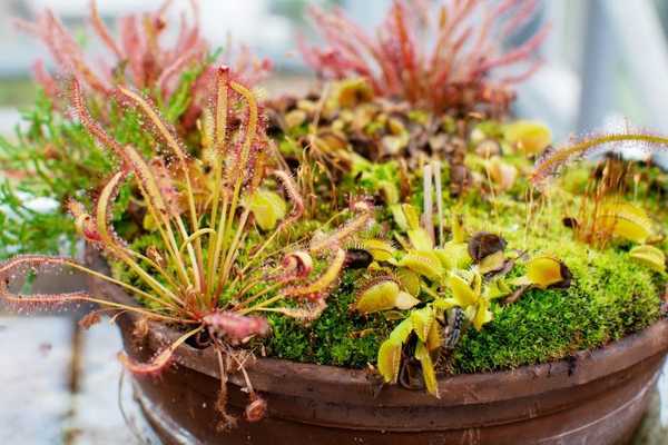 Panduan Pemula untuk Houseplants Carnivorous